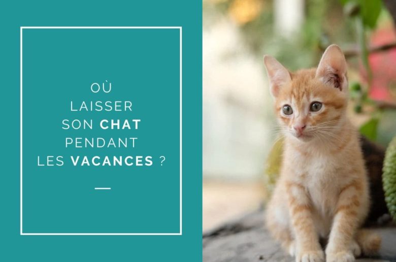 Où laisser son chat pendant les vacances ?